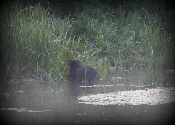 Shrap-Drakers.pl | Shrap Drakers Fishing | Wędkarstwo 