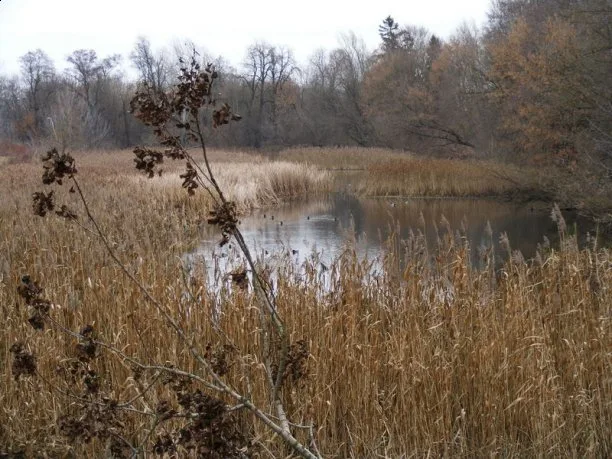Zdjęcie artykułu