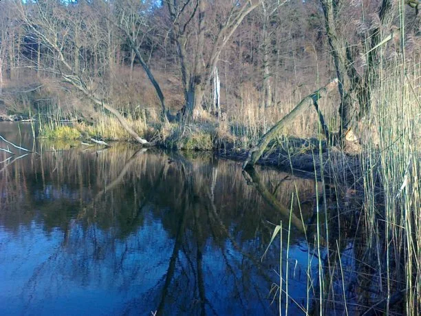 Zdjęcie artykułu