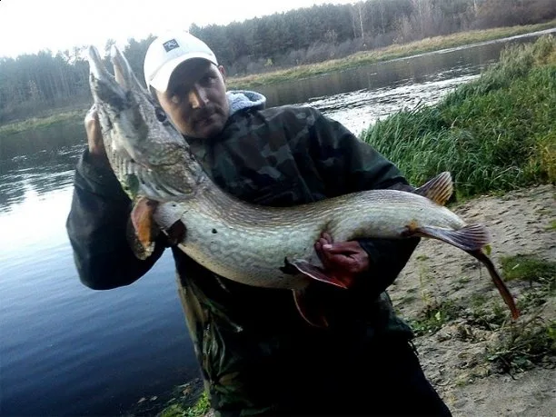 Zdjęcie artykułu