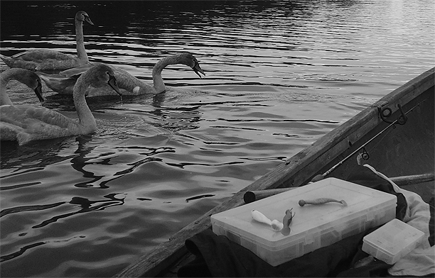 Shrap-Drakers.pl | Shrap Drakers Fishing | Wędkarstwo 