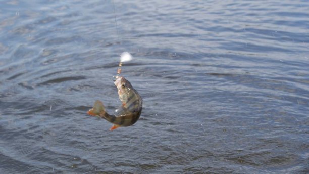 Shrap-Drakers.pl | Shrap Drakers Fishing | Wędkarstwo 