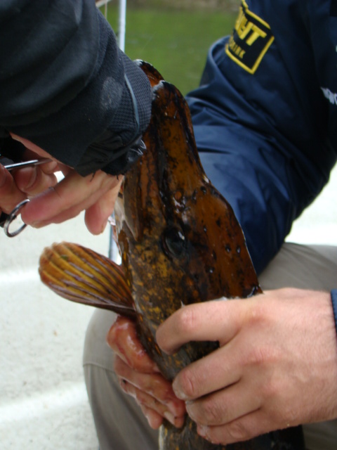 Shrap-Drakers.pl | Shrap Drakers Fishing | Wędkarstwo 