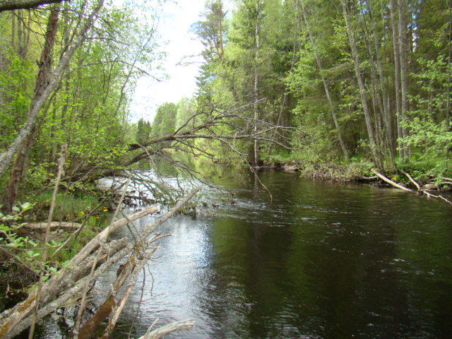 Shrap-Drakers.pl | Shrap Drakers Fishing | Wędkarstwo 