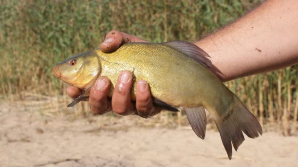 Shrap-Drakers.pl | Shrap Drakers Fishing | Wędkarstwo 