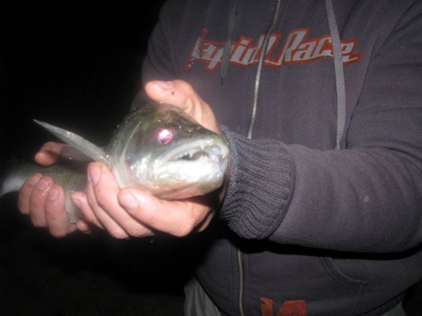 Shrap-Drakers.pl | Shrap Drakers Fishing | Wędkarstwo 