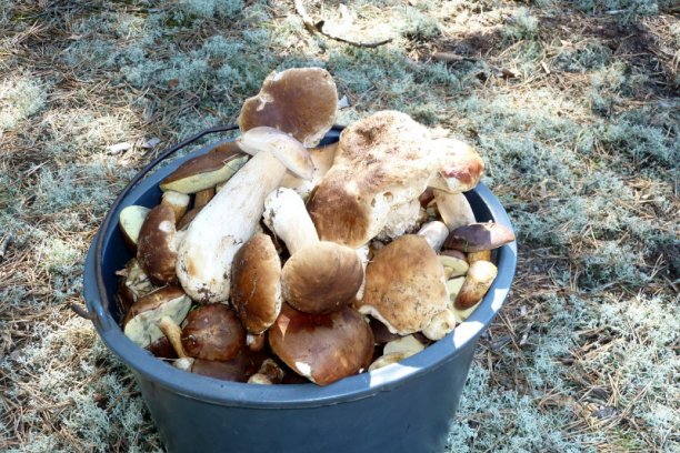 Shrap-Drakers.pl | Shrap Drakers Fishing | Wędkarstwo 