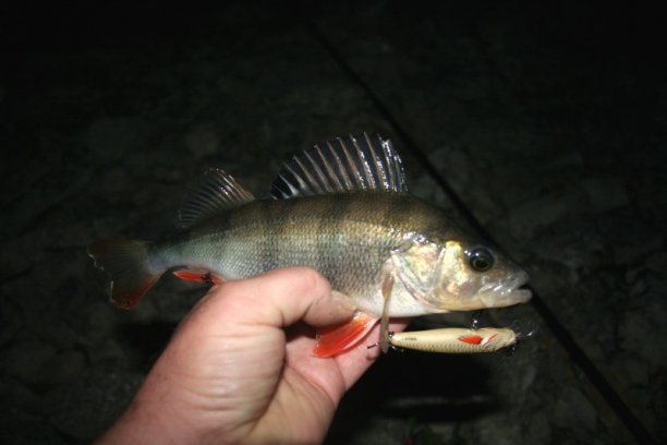 Shrap-Drakers.pl | Shrap Drakers Fishing | Wędkarstwo 