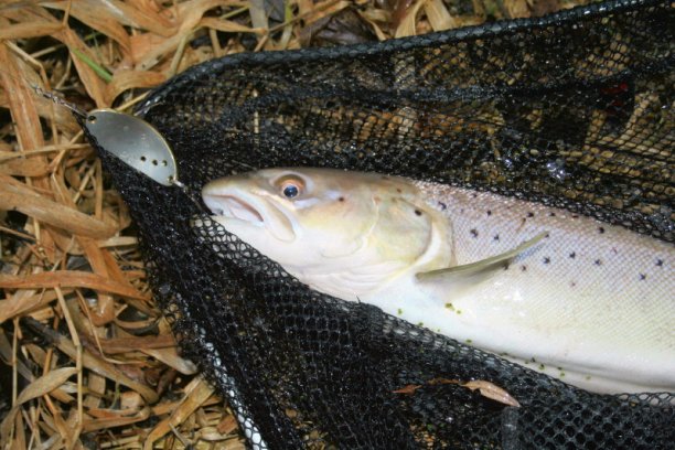 Shrap-Drakers.pl | Shrap Drakers Fishing | Wędkarstwo 