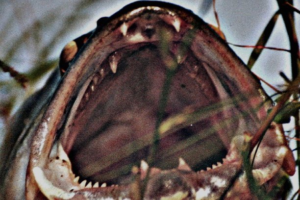 Shrap-Drakers.pl | Shrap Drakers Fishing | Wędkarstwo 