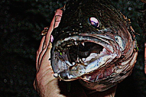 Shrap-Drakers.pl | Shrap Drakers Fishing | Wędkarstwo 