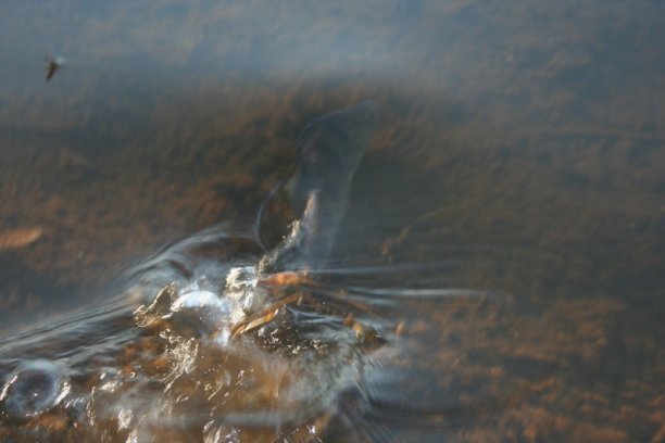 Shrap-Drakers.pl | Shrap Drakers Fishing | Wędkarstwo 