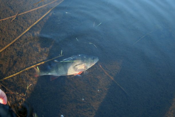 Shrap-Drakers.pl | Shrap Drakers Fishing | Wędkarstwo 