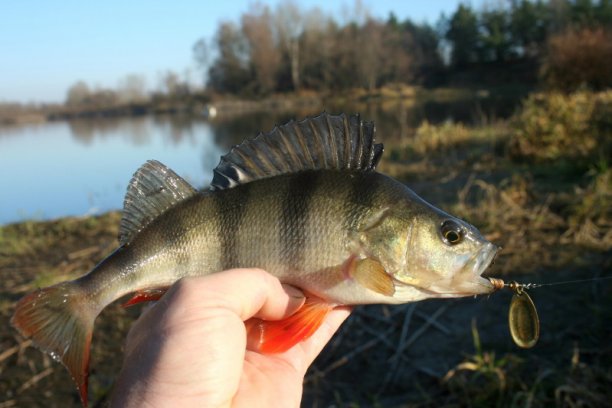 Shrap-Drakers.pl | Shrap Drakers Fishing | Wędkarstwo 