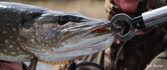 Shrap-Drakers.pl | Shrap Drakers Fishing | Wędkarstwo 