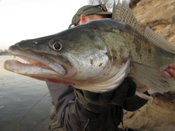 Shrap-Drakers.pl | Shrap Drakers Fishing | Wędkarstwo 