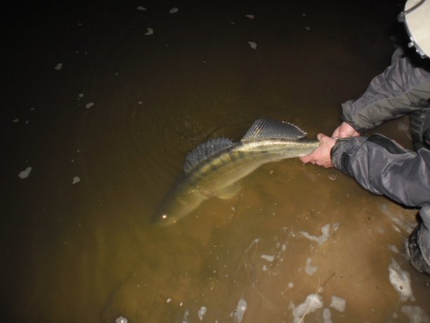 Shrap-Drakers.pl | Shrap Drakers Fishing | Wędkarstwo 