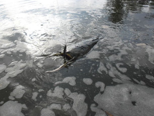 Shrap-Drakers.pl | Shrap Drakers Fishing | Wędkarstwo 