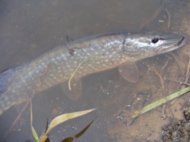 Shrap-Drakers.pl | Shrap Drakers Fishing | Wędkarstwo 