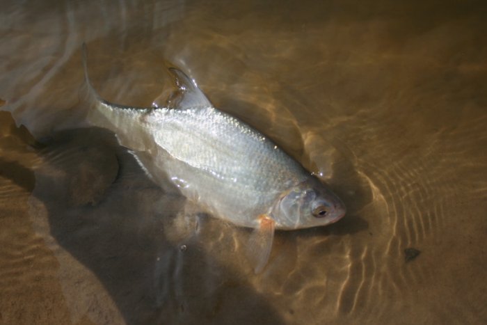 Shrap-Drakers.pl | Shrap Drakers Fishing | Wędkarstwo 