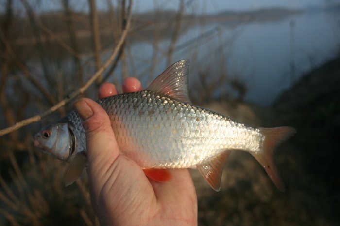 Shrap-Drakers.pl | Shrap Drakers Fishing | Wędkarstwo 