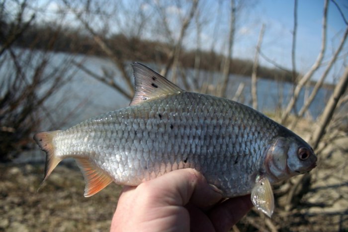 Shrap-Drakers.pl | Shrap Drakers Fishing | Wędkarstwo 