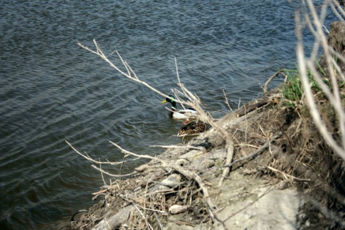 Shrap-Drakers.pl | Shrap Drakers Fishing | Wędkarstwo 