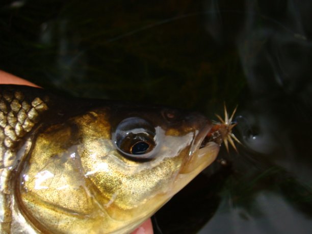 Shrap-Drakers.pl | Shrap Drakers Fishing | Wędkarstwo 