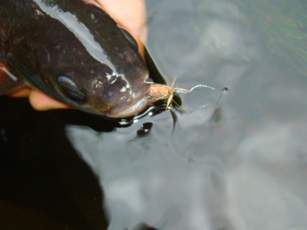 Shrap-Drakers.pl | Shrap Drakers Fishing | Wędkarstwo 