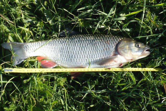 Shrap-Drakers.pl | Shrap Drakers Fishing | Wędkarstwo 