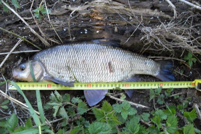 Shrap-Drakers.pl | Shrap Drakers Fishing | Wędkarstwo 