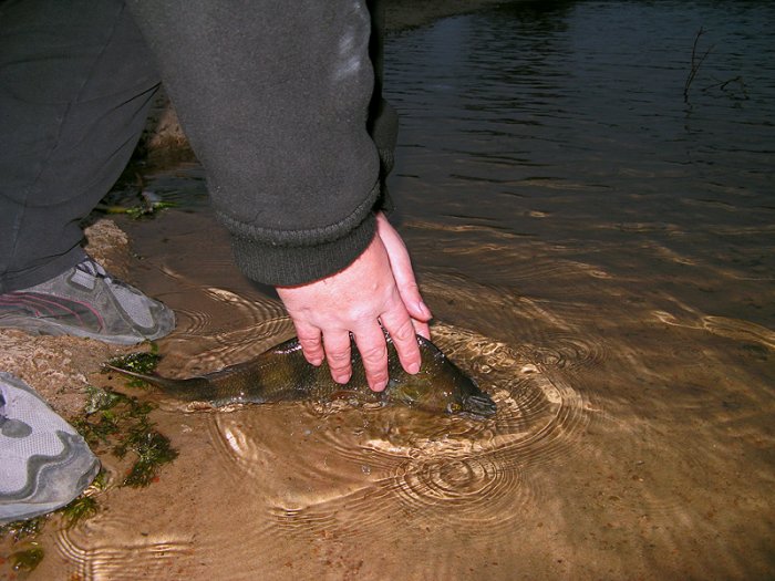 Shrap-Drakers.pl | Shrap Drakers Fishing | Wędkarstwo 