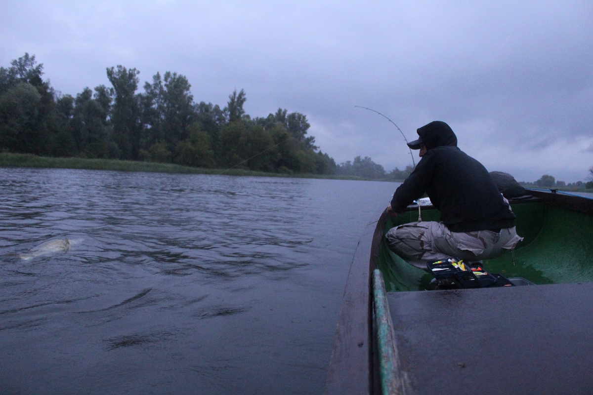 Jak podebrać rybę i zrobić to dobrze?