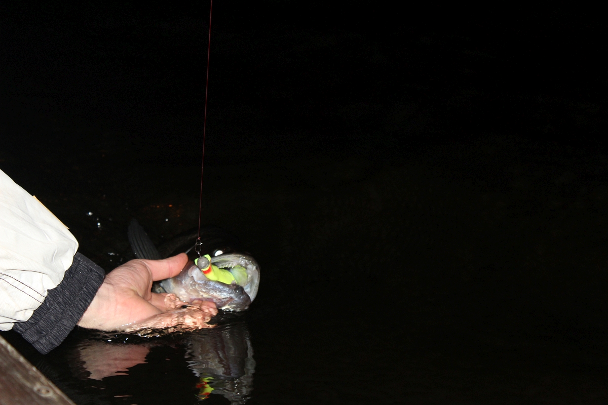 Shrap-Drakers.pl | Shrap Drakers Fishing | Wędkarstwo 