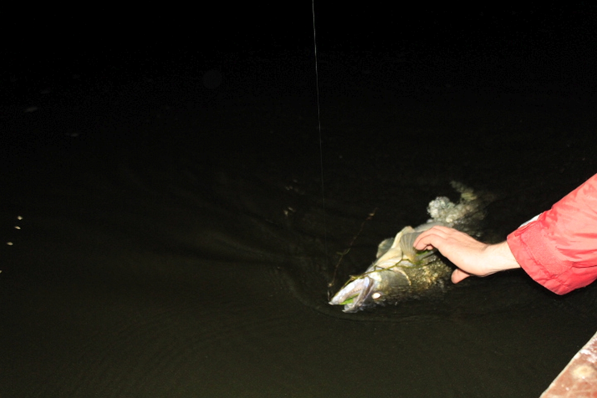 Shrap-Drakers.pl | Shrap Drakers Fishing | Wędkarstwo 