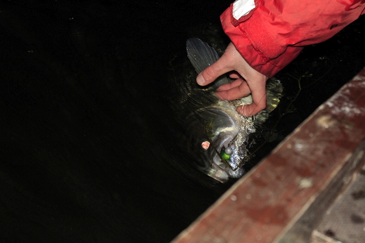 Shrap-Drakers.pl | Shrap Drakers Fishing | Wędkarstwo 