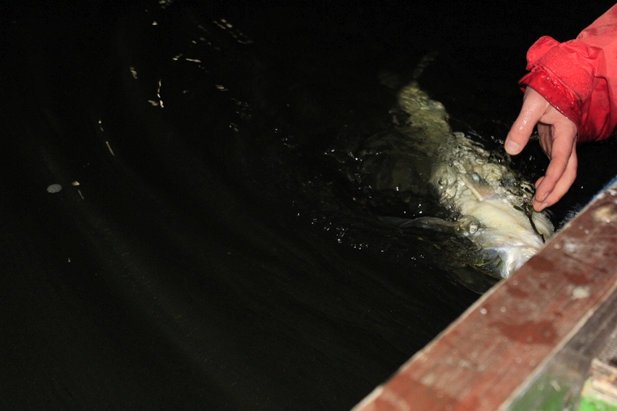 Shrap-Drakers.pl | Shrap Drakers Fishing | Wędkarstwo 