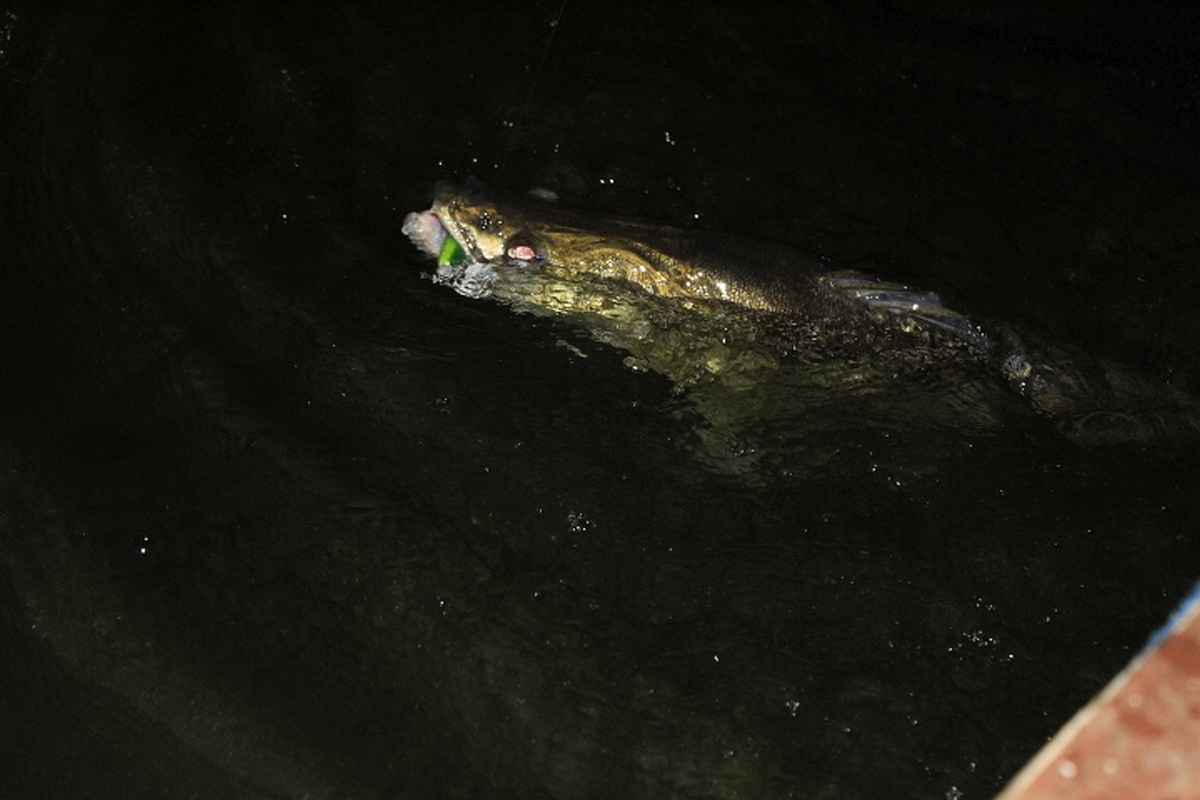 Shrap-Drakers.pl | Shrap Drakers Fishing | Wędkarstwo 