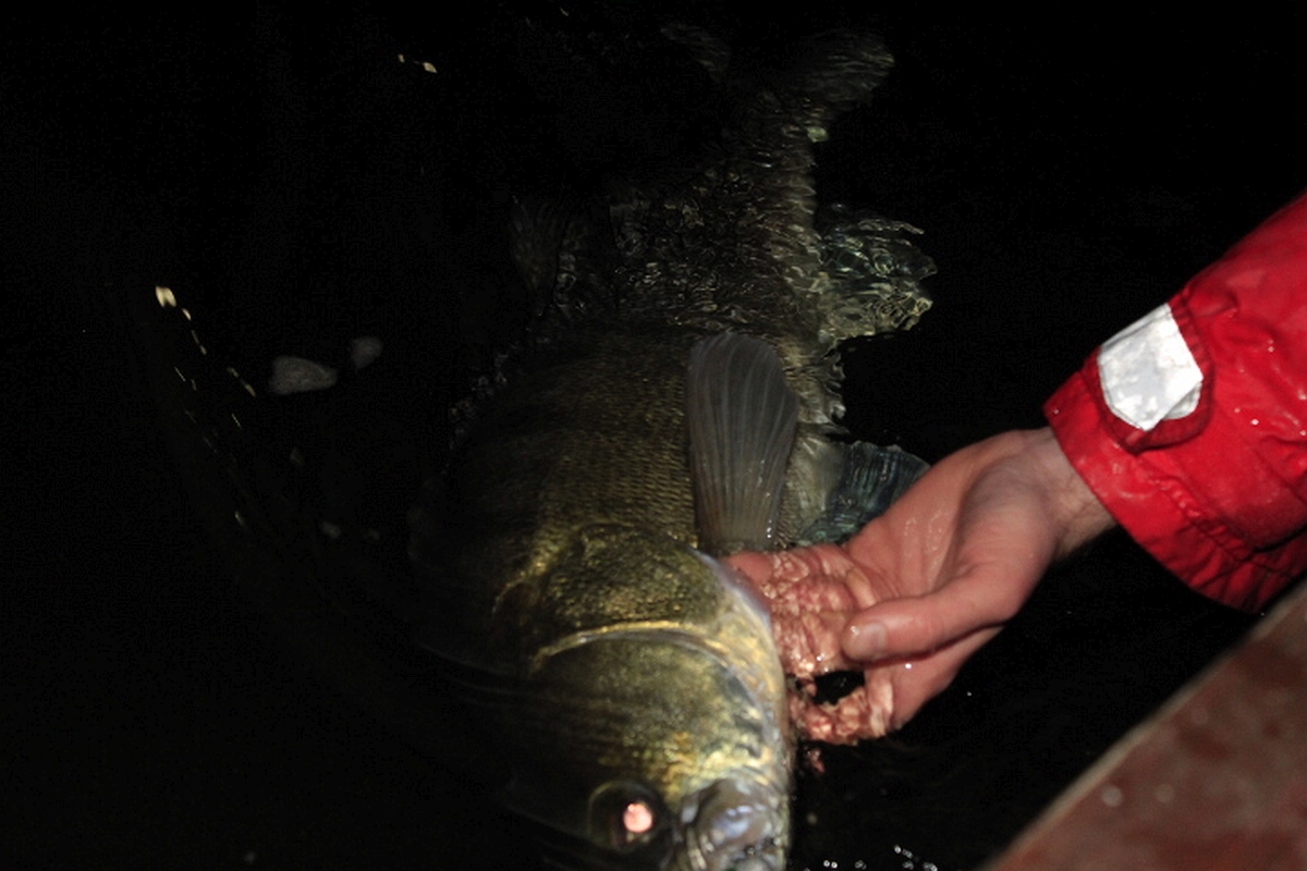 Shrap-Drakers.pl | Shrap Drakers Fishing | Wędkarstwo 