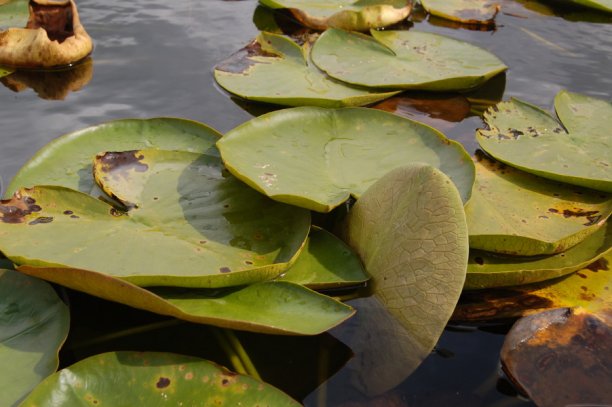 Shrap-Drakers.pl | Shrap Drakers Fishing | Wędkarstwo 