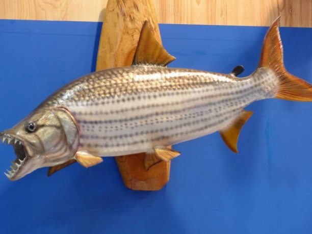 Shrap-Drakers.pl | Shrap Drakers Fishing | Wędkarstwo 