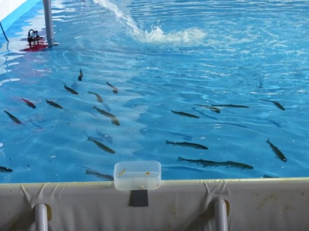 Shrap-Drakers.pl | Shrap Drakers Fishing | Wędkarstwo 