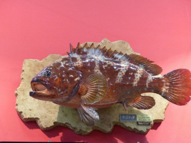 Shrap-Drakers.pl | Shrap Drakers Fishing | Wędkarstwo 