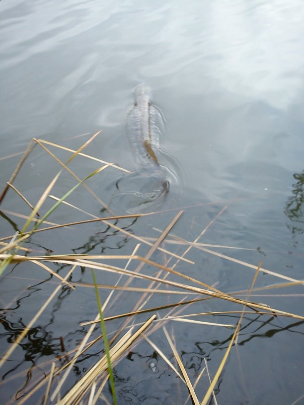 Shrap-Drakers.pl | Shrap Drakers Fishing | Wędkarstwo 