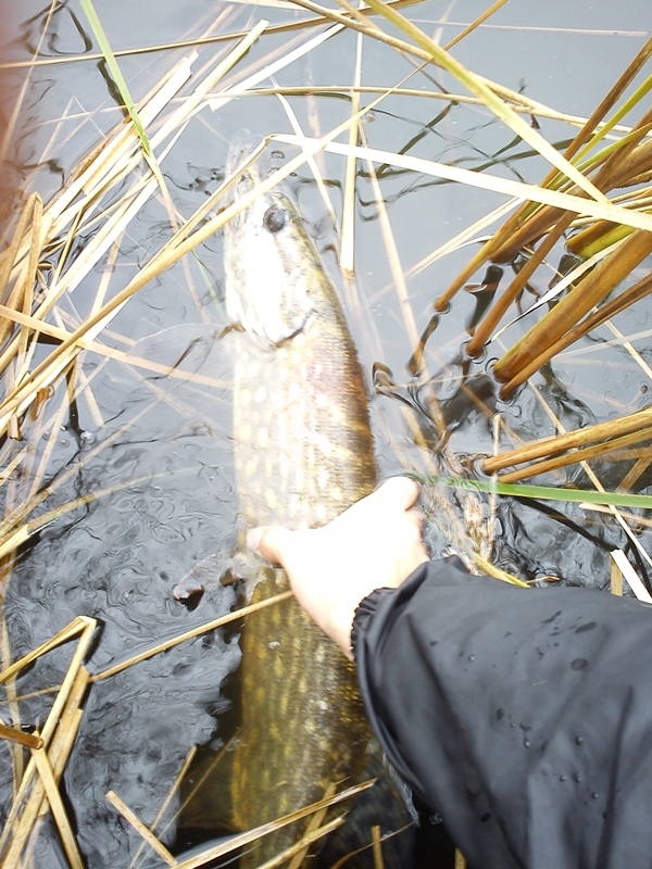 Shrap-Drakers.pl | Shrap Drakers Fishing | Wędkarstwo 