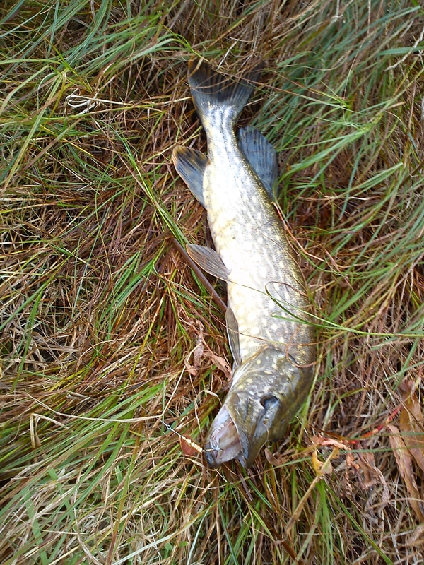 Shrap-Drakers.pl | Shrap Drakers Fishing | Wędkarstwo 