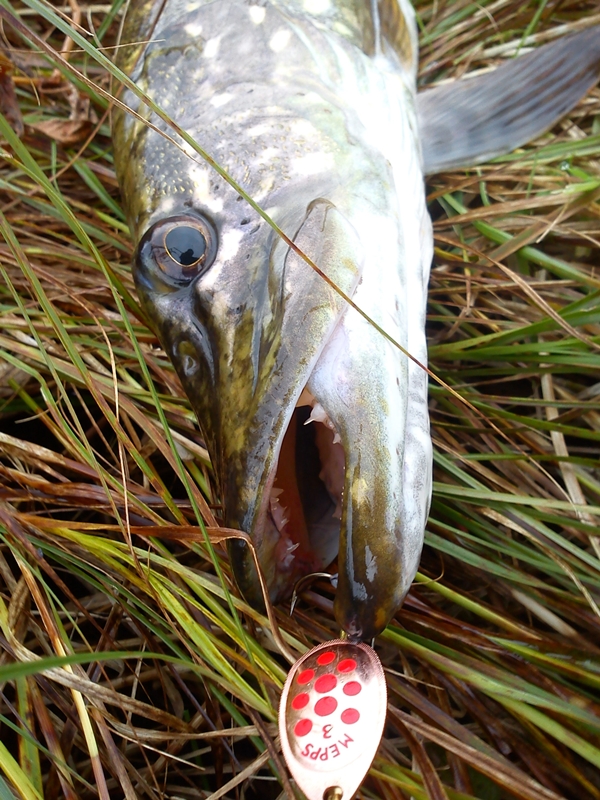 Shrap-Drakers.pl | Shrap Drakers Fishing | Wędkarstwo 