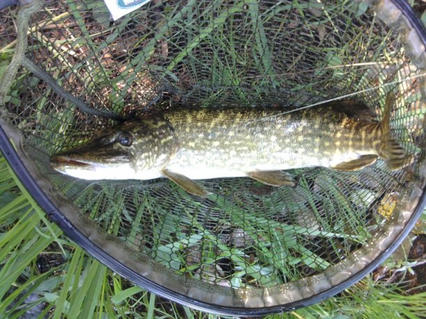 Shrap-Drakers.pl | Shrap Drakers Fishing | Wędkarstwo 