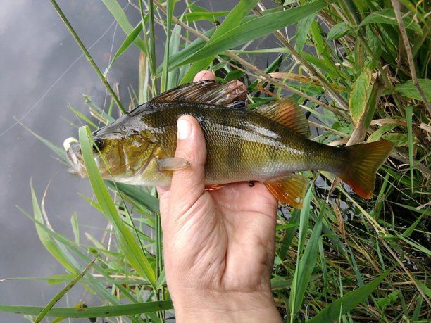 Shrap-Drakers.pl | Shrap Drakers Fishing | Wędkarstwo 