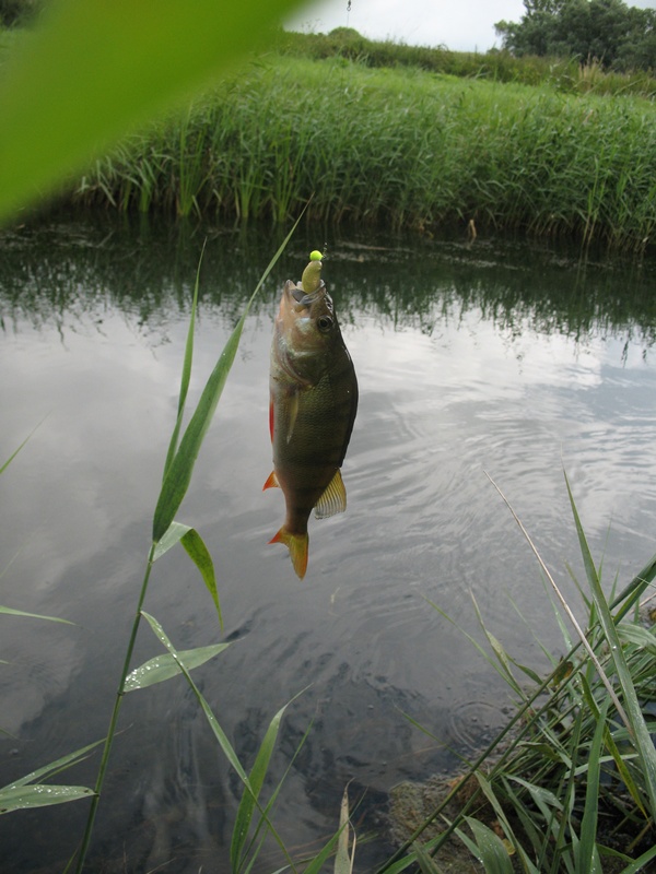 Shrap-Drakers.pl | Shrap Drakers Fishing | Wędkarstwo 